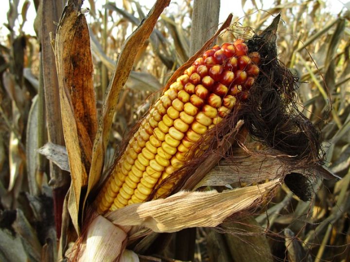 ЕС вводит импортные пошлины на кукурузу, рожь и сорго